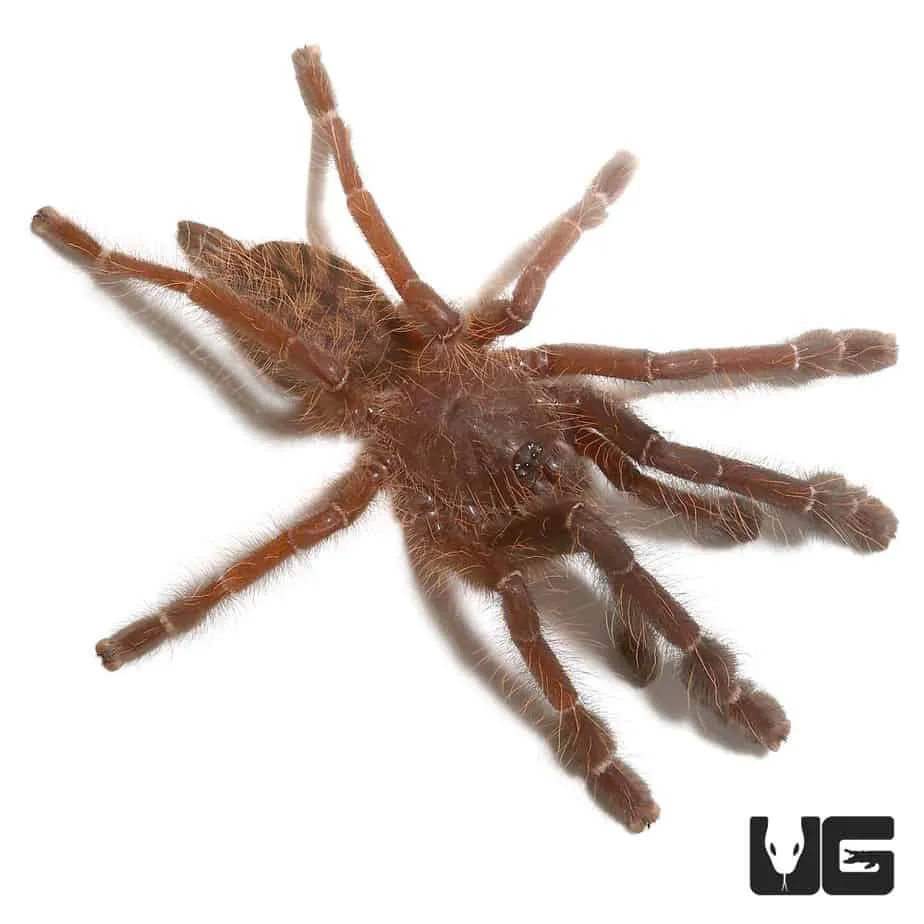 19881 singapore blue tarantula vet care