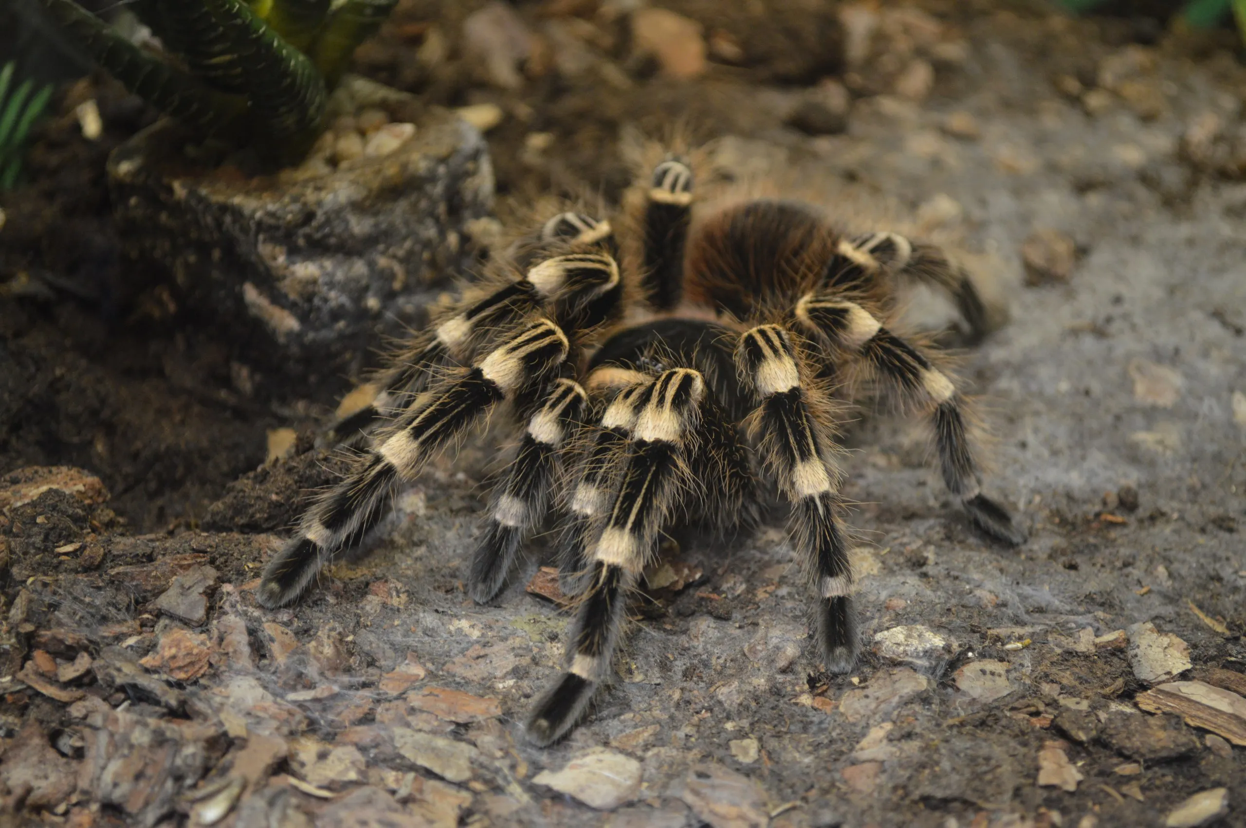 19882 terrestrial tarantula in habitat