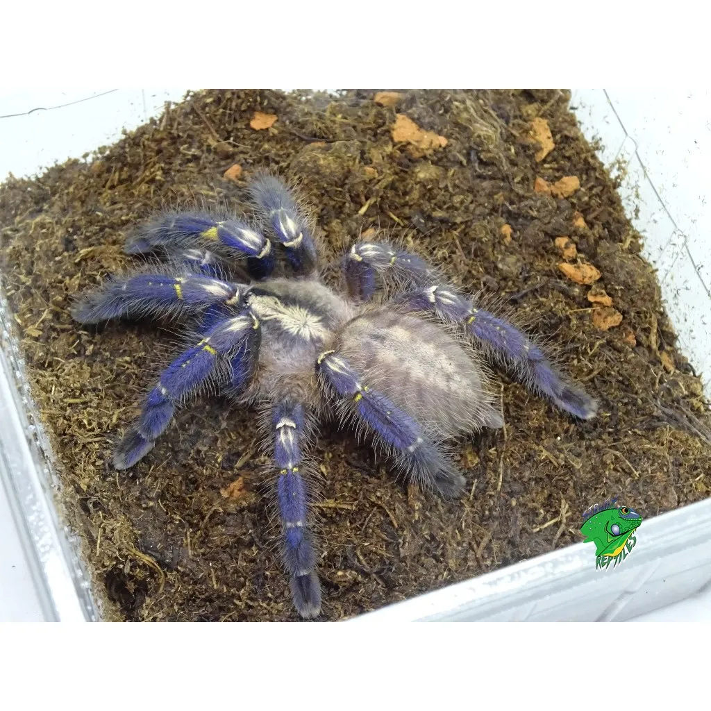 19883 gooty sapphire tarantula handling