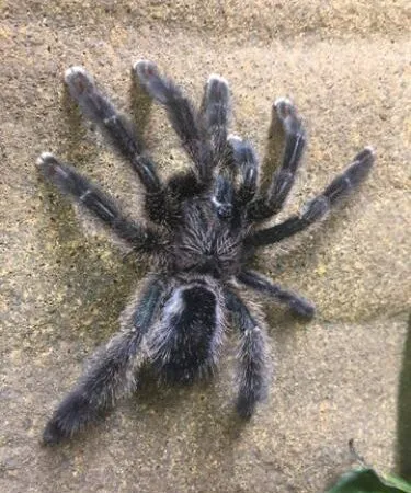 19883 gooty sapphire tarantula health