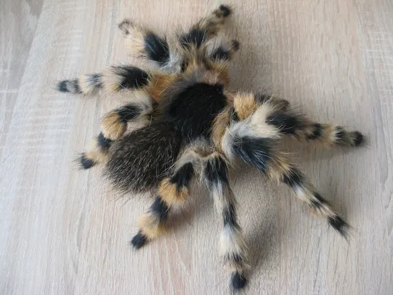 19885 blue tarantula breeder