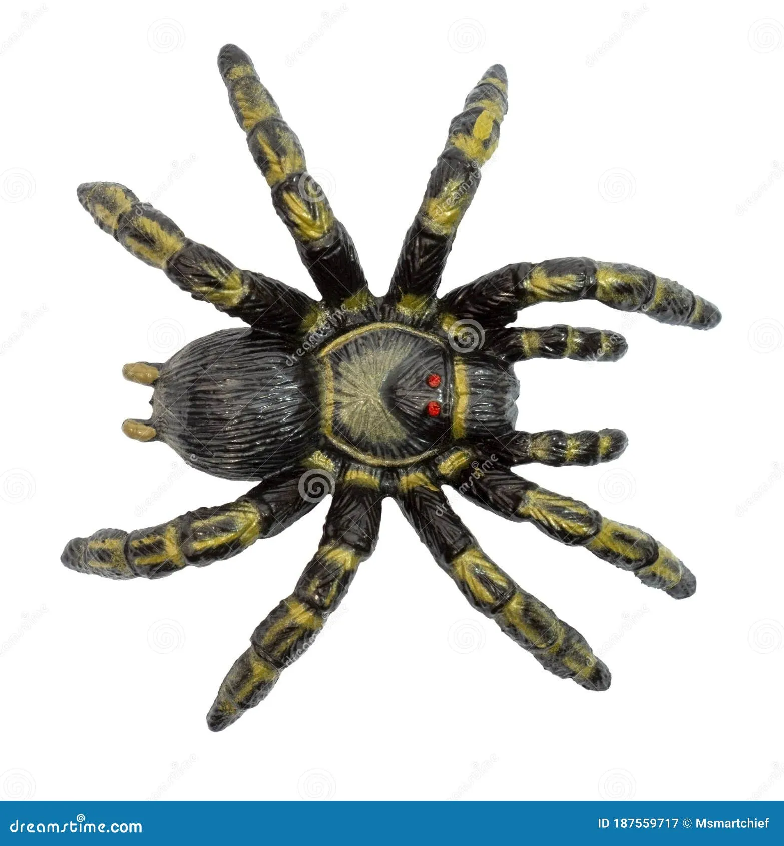 19885 blue tarantula care