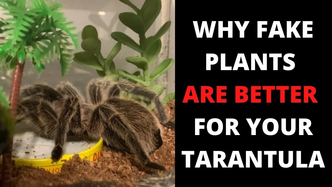 19885 fake blue tarantula