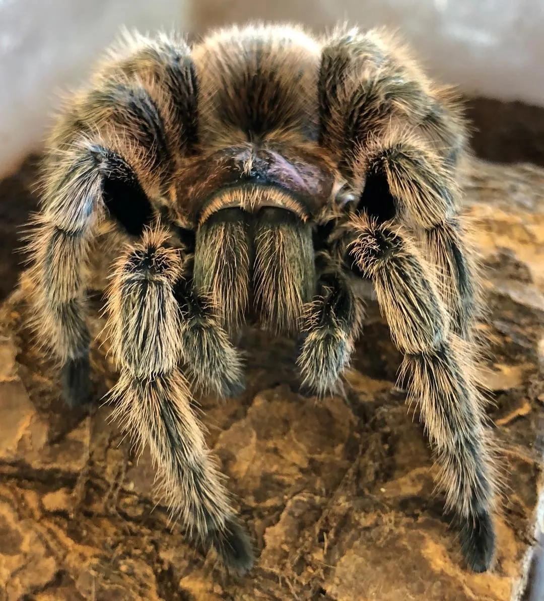 19886 rose hair tarantula adult