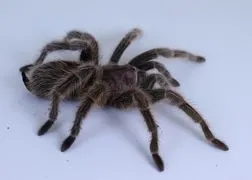 19886 rose hair tarantula spiderling