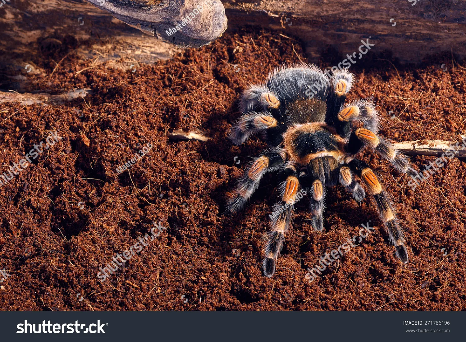 /img/19888-mexican-red-knee-tarantula-habitat.webp