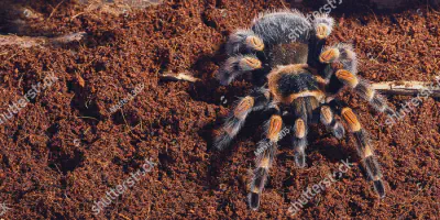 /img/19888-mexican-red-knee-tarantula-habitat.webp