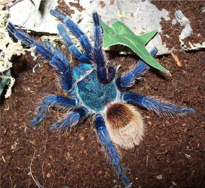 19889 blue wolf tarantula appearance