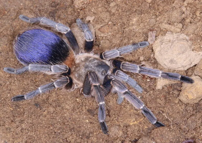 /img/19889-blue-wolf-tarantula-close-up.webp