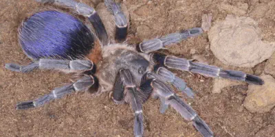 /img/19889-blue-wolf-tarantula-close-up.webp