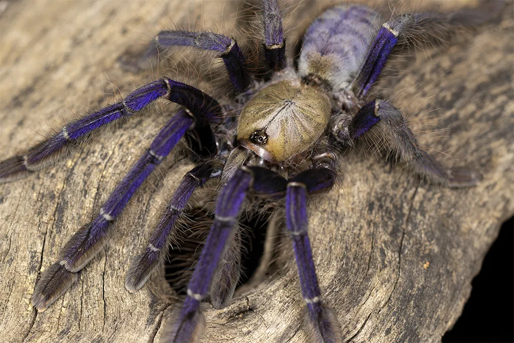 19889 blue wolf tarantula conservation