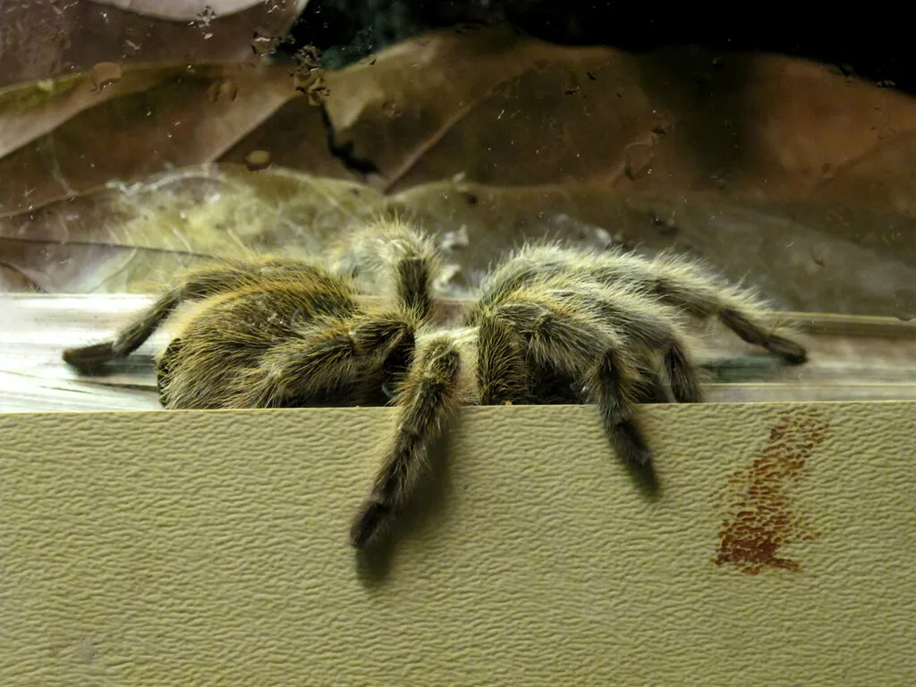 19890 rose hair tarantula flicking hairs 1