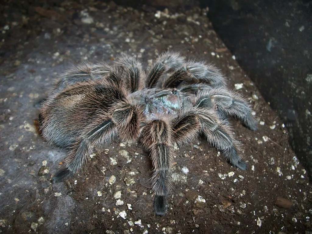 19890 rose hair tarantula flicking hairs 2