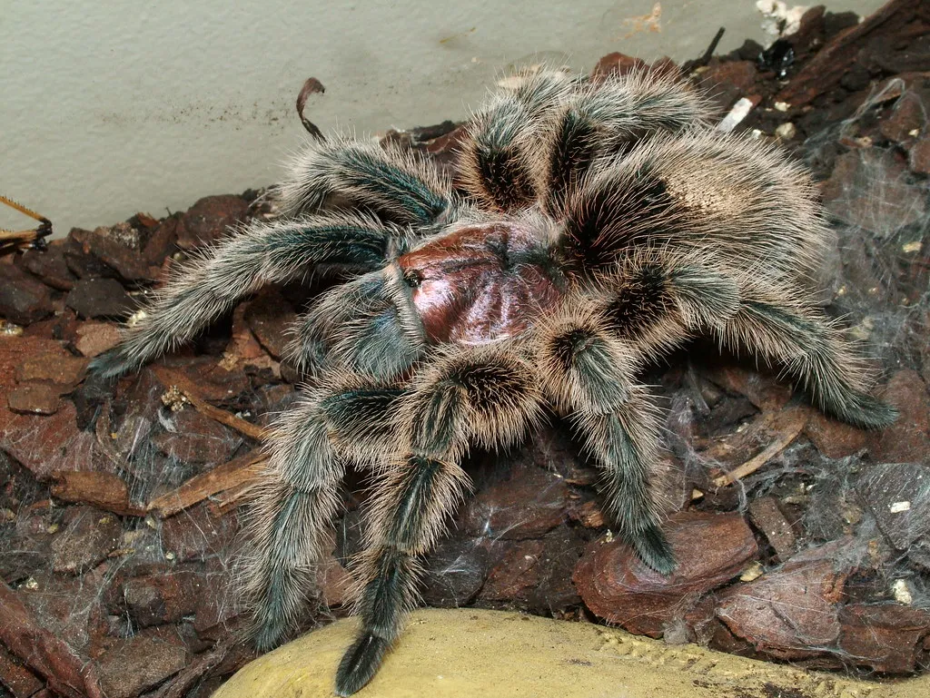 19890 rose hair tarantula flicking hairs 3