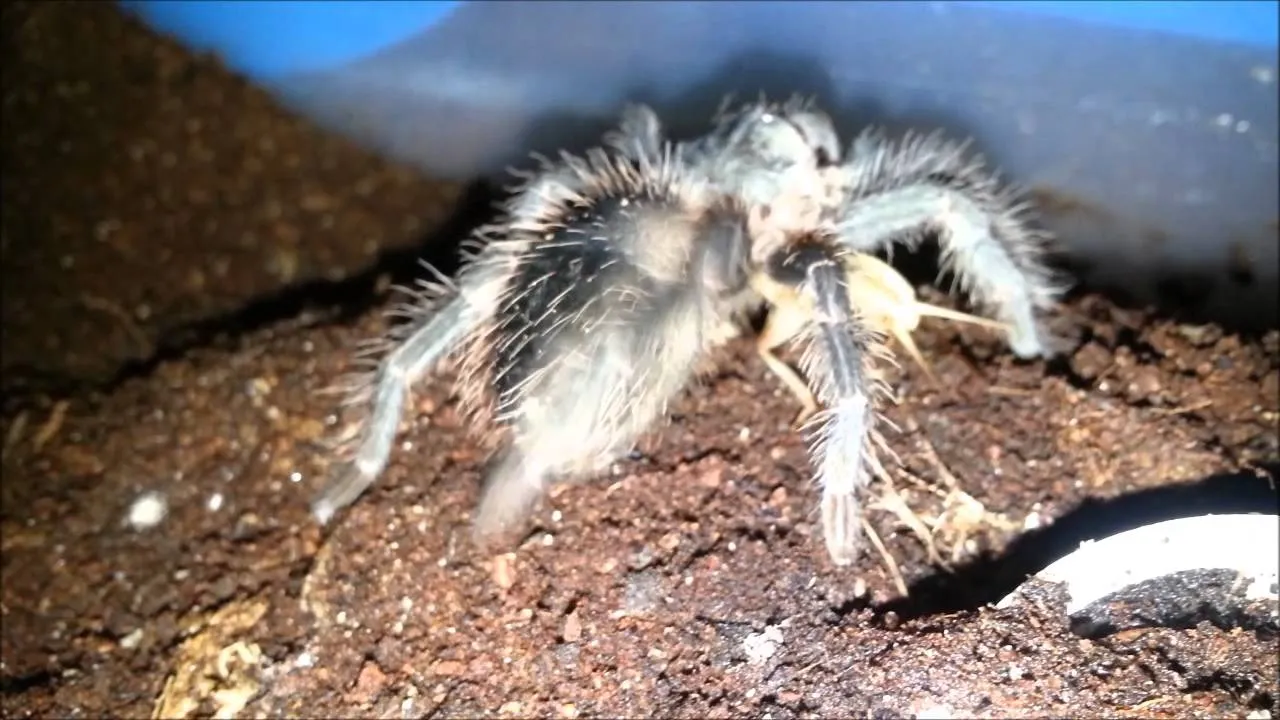 19890 rose hair tarantula flicking hairs 4