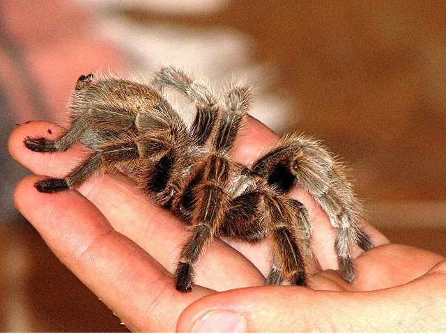 19890 rose hair tarantula flicking hairs 5