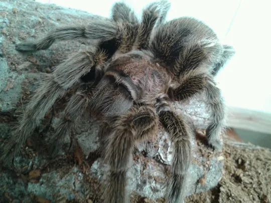 19890 rose hair tarantula flicking hairs 6