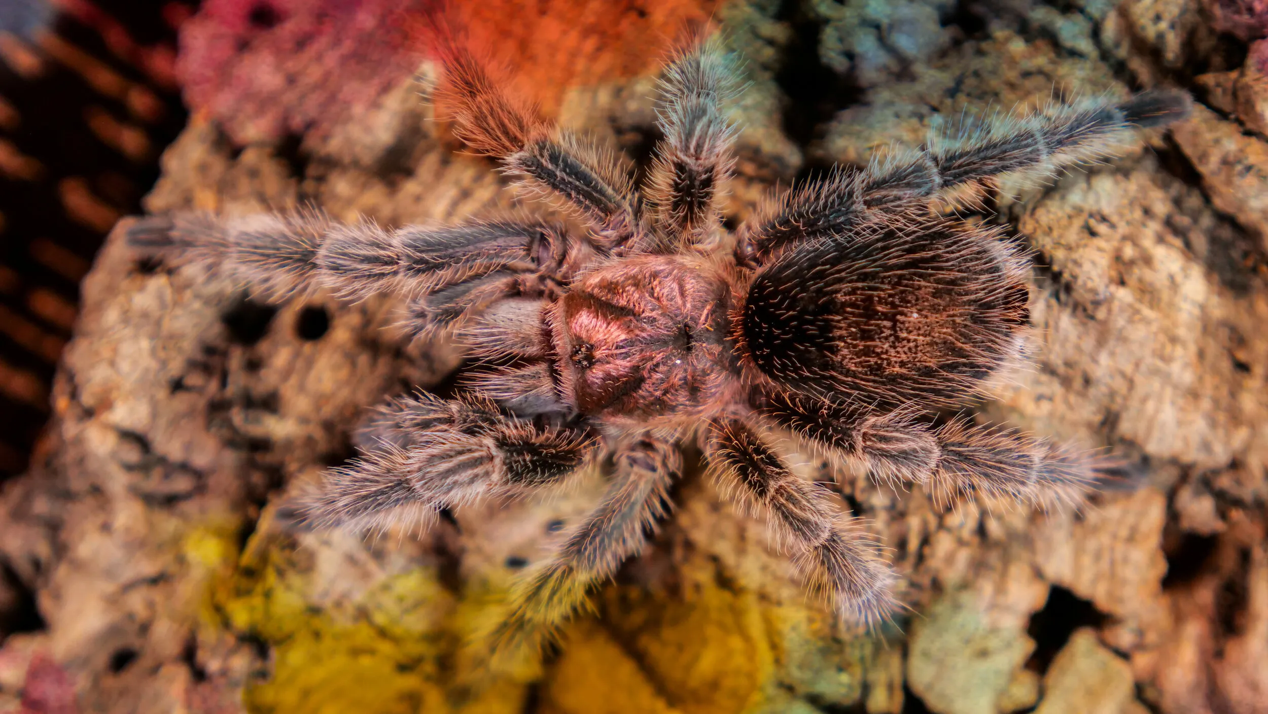 19890 rose hair tarantula flicking hairs 7