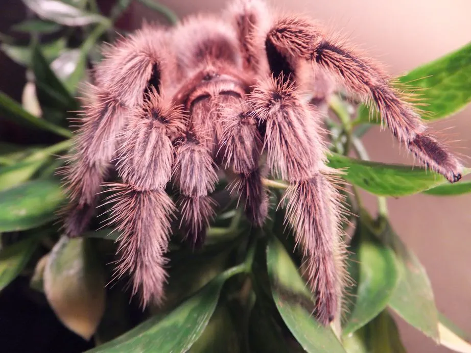 /img/19890-rose-hair-tarantula-flicking-hairs-8.webp