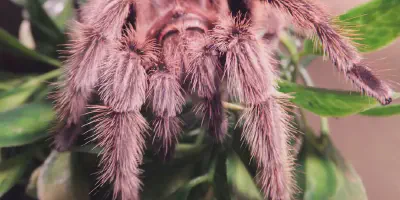 /img/19890-rose-hair-tarantula-flicking-hairs-8.webp