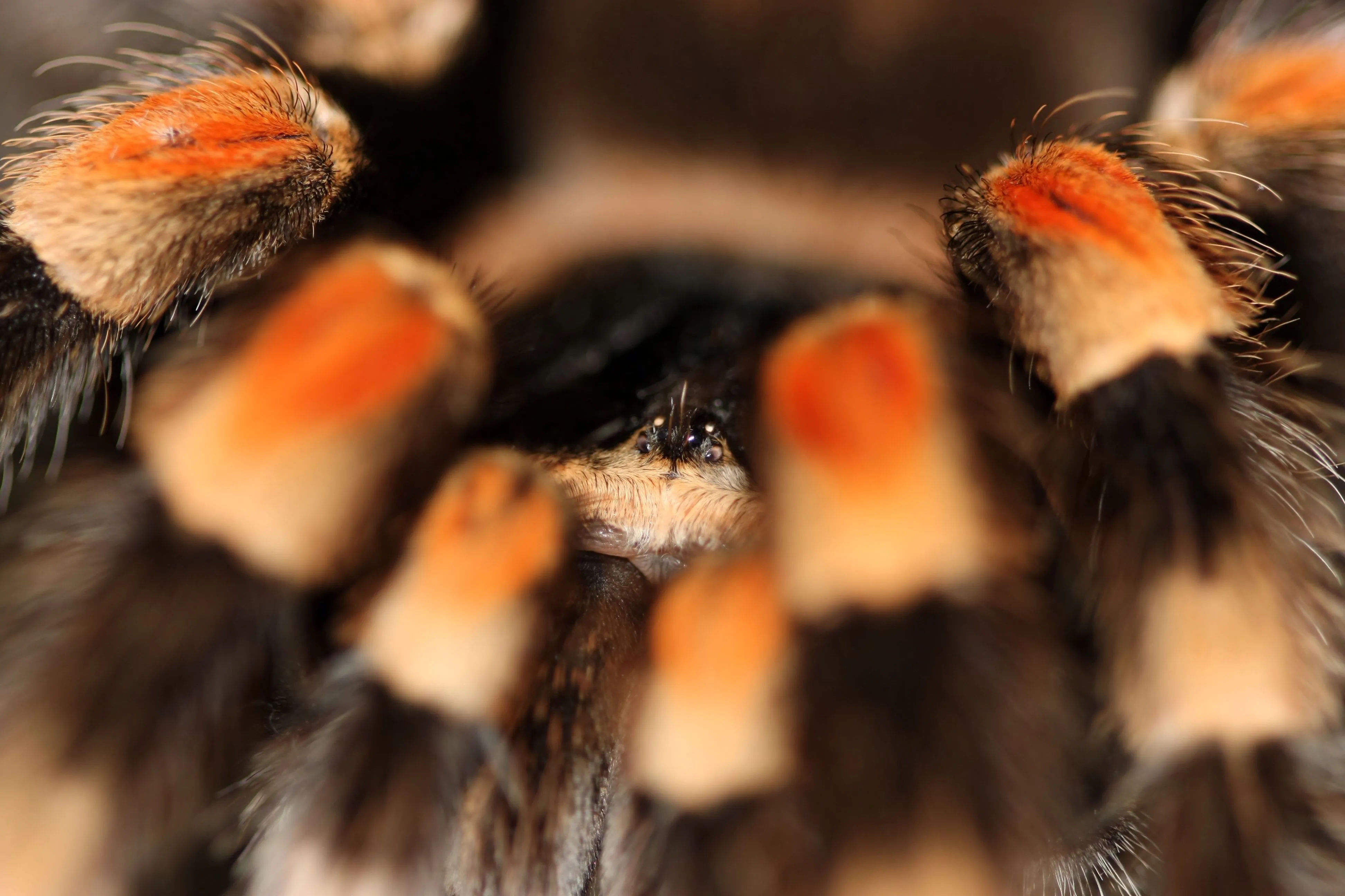 19891 red knee tarantula close up
