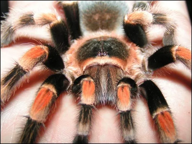 19891 red knee tarantula eyes overview