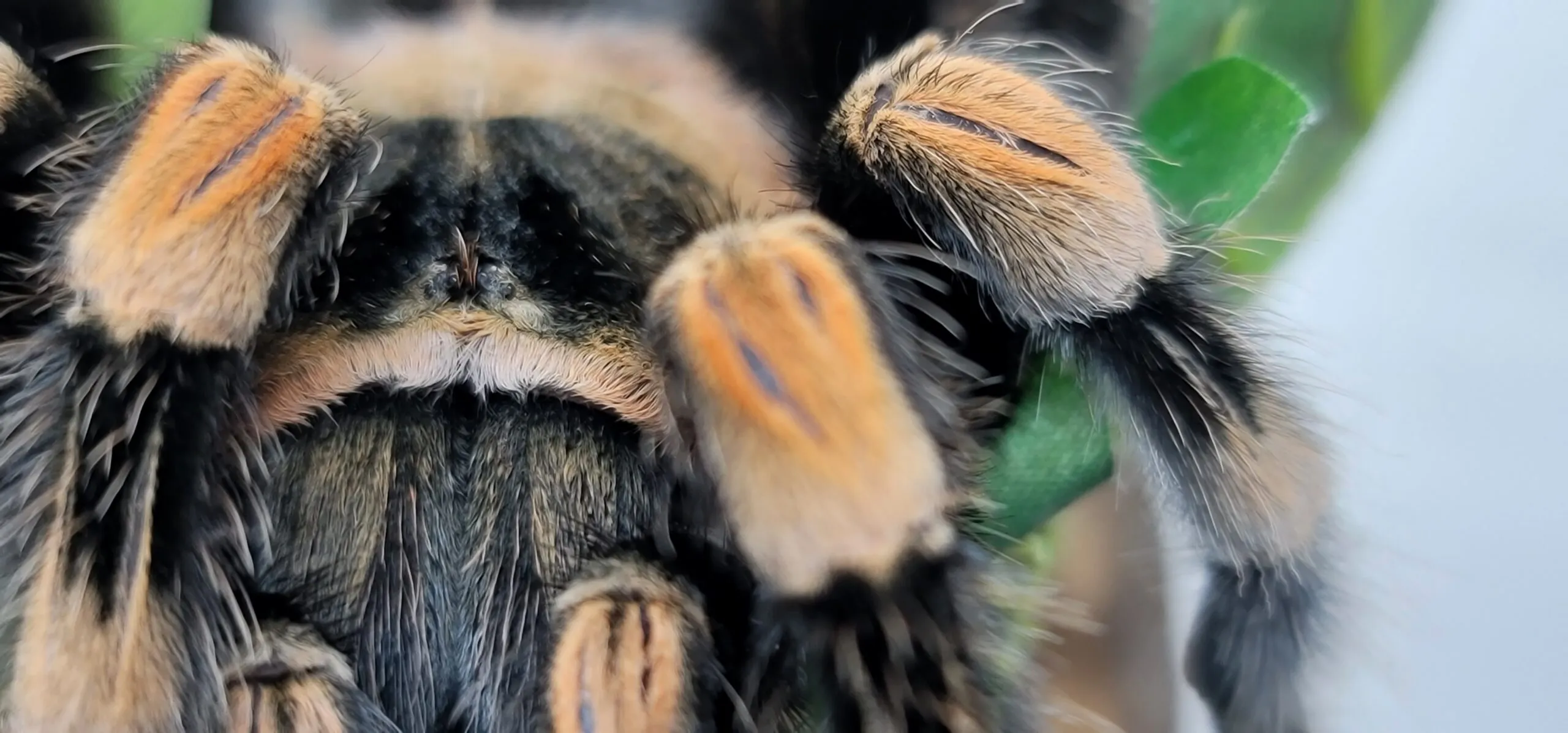 19891 tarantula eye structure