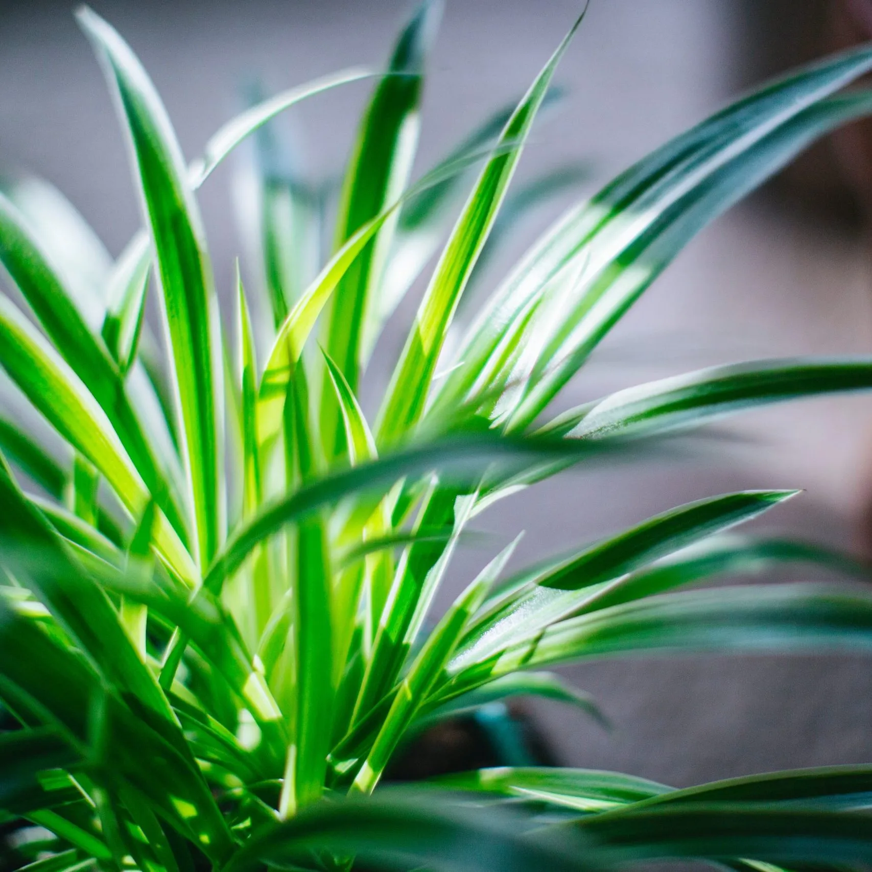 19892 snake plant terrarium