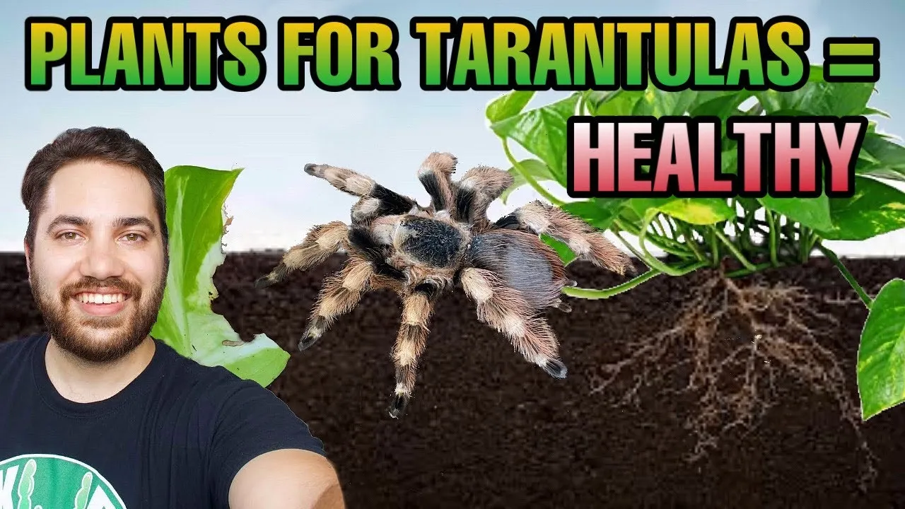 19892 spider plant terrarium