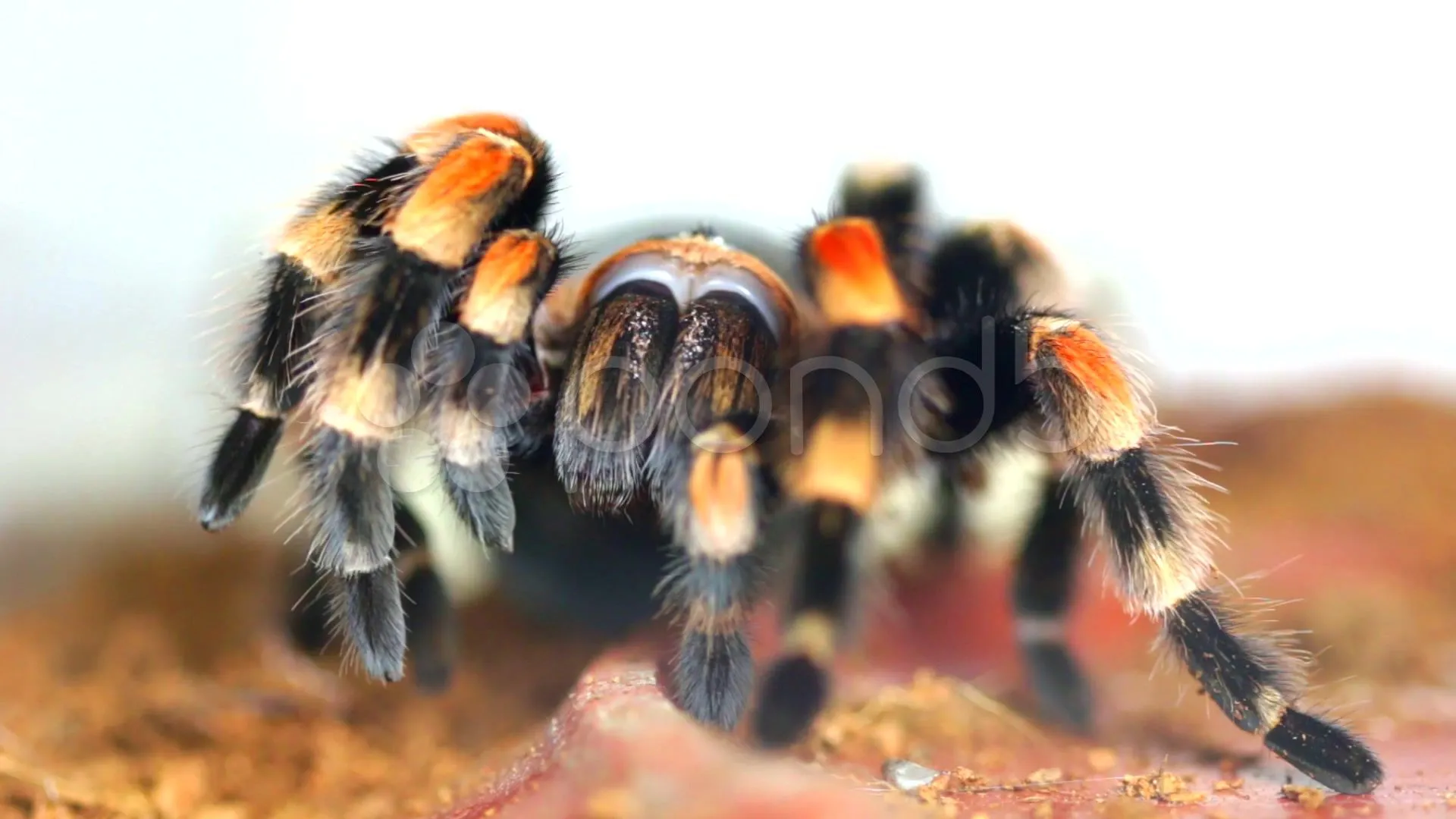19893 mexican red knee tarantula molting