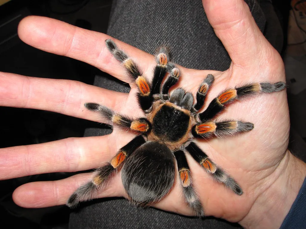 19893 tarantula spermathecae