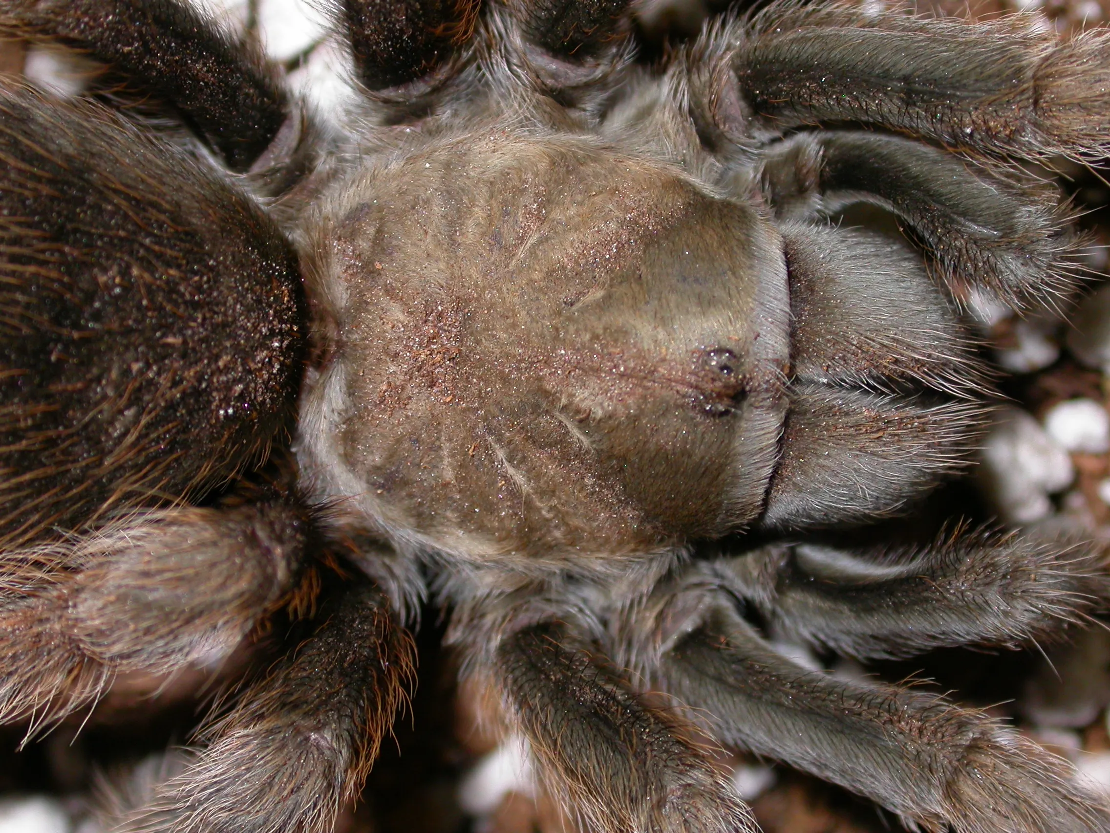 19895 utah tarantula species
