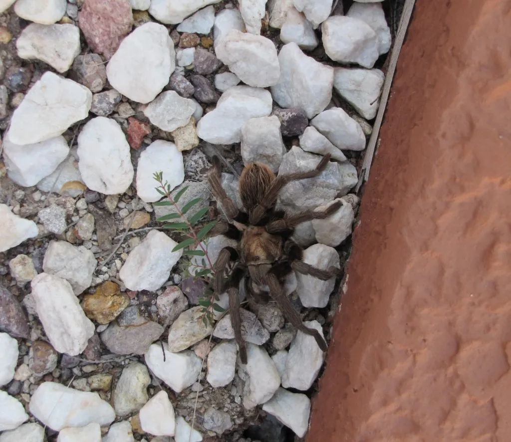 19896 tarantula pool enrichment