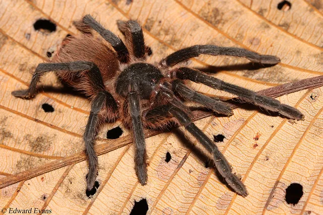 19896 tarantula pool materials