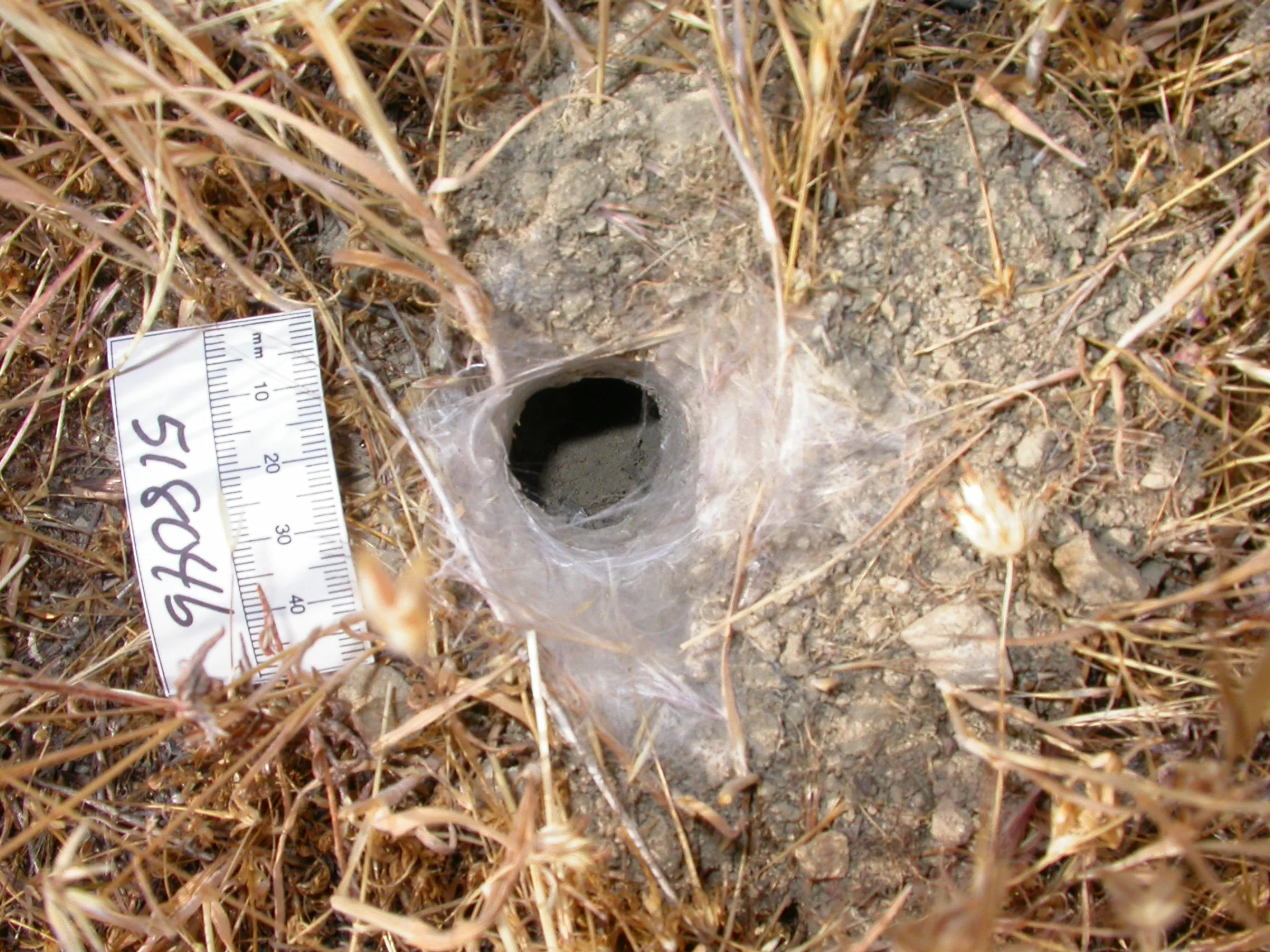 19898 tarantula enclosure setup