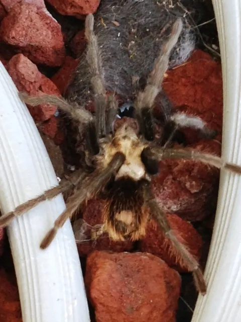 19898 tarantula molting