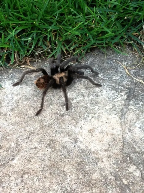 19898 utah tarantula eggsac