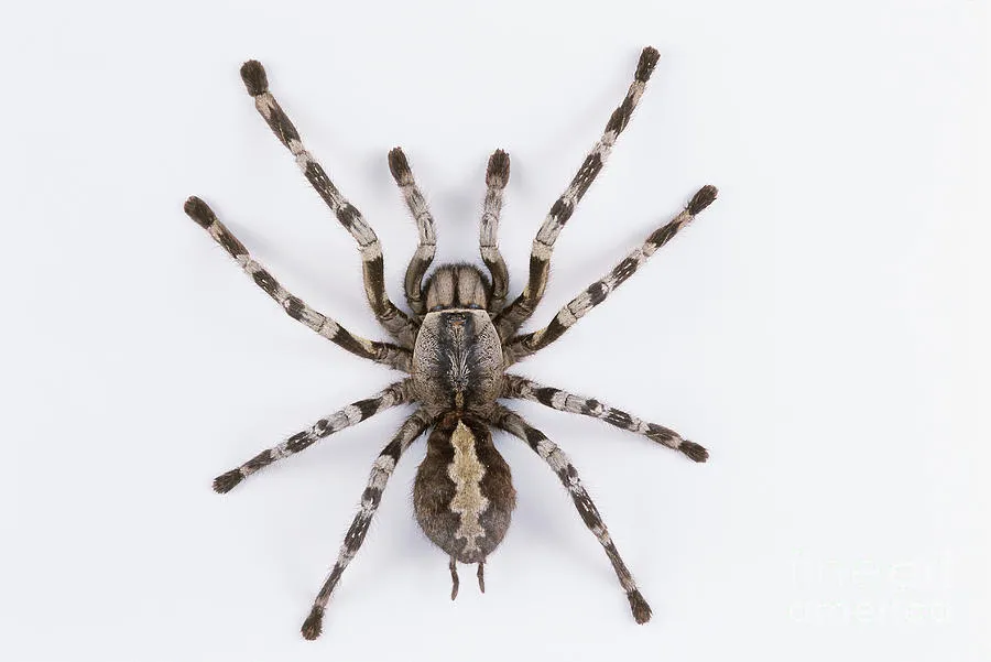 19899 sri lankan tarantula 1