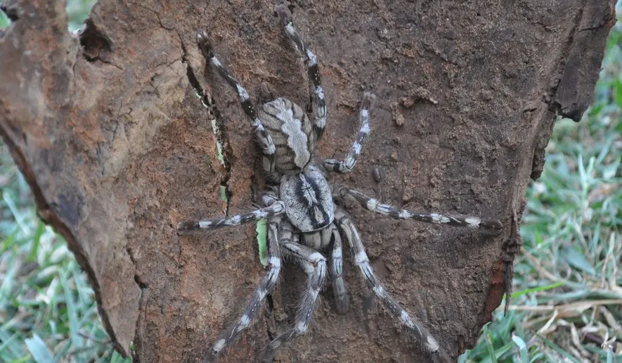19899 sri lankan tarantula 4
