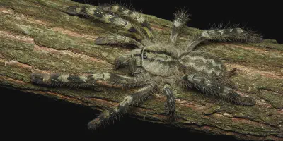 /img/19899-sri-lankan-tarantula-7.webp
