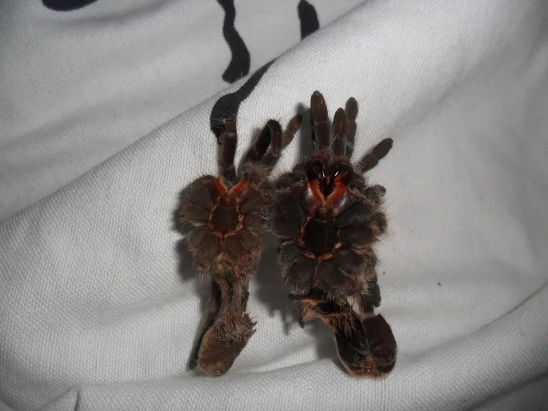 19900 brachypelma emilia tarantula breeding