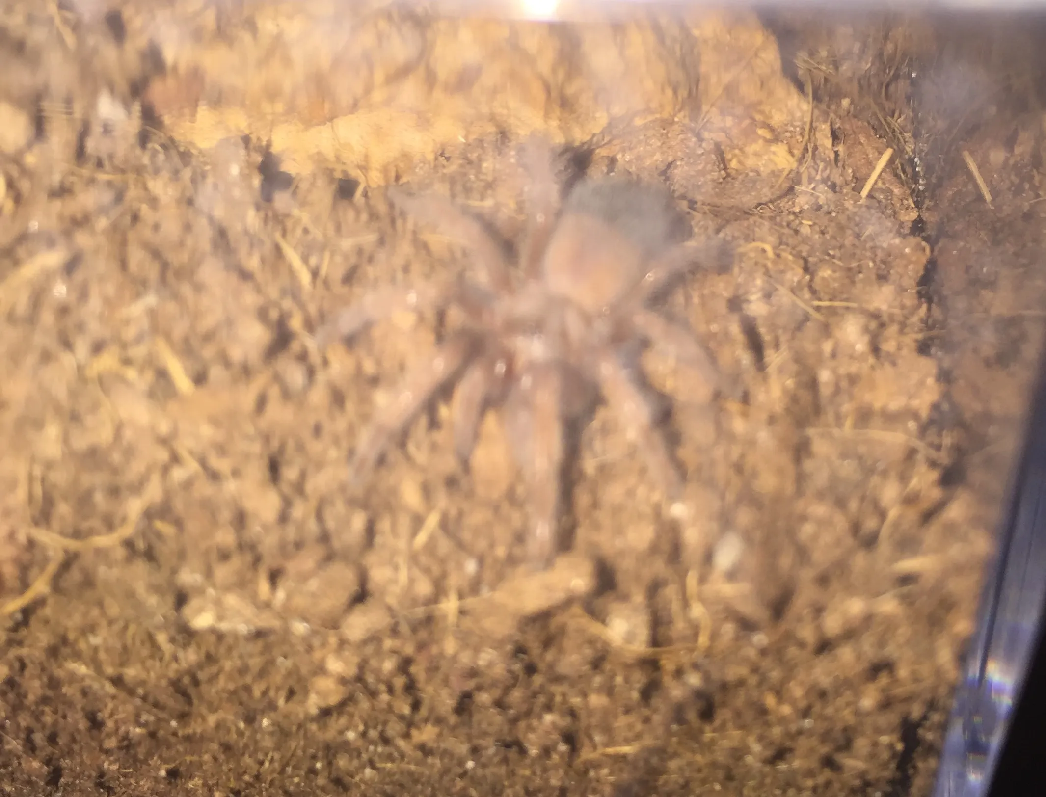 19900 brachypelma emilia tarantula enclosure
