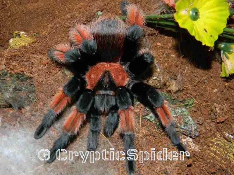 19900 brachypelma emilia tarantula feeding