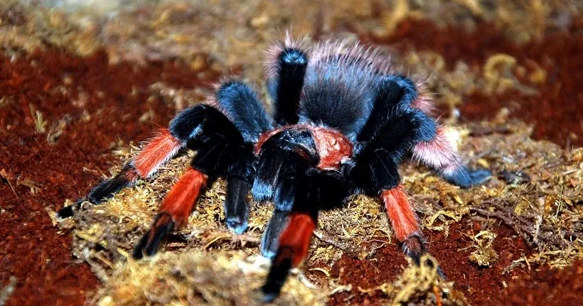 /img/19900-brachypelma-emilia-tarantula-final-thoughts.webp