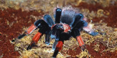 /img/19900-brachypelma-emilia-tarantula-final-thoughts.webp