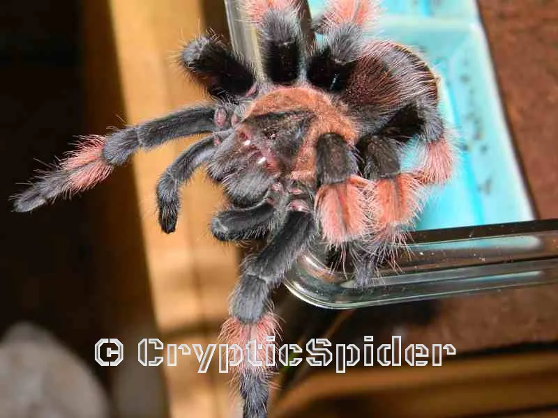 19900 brachypelma emilia tarantula handling