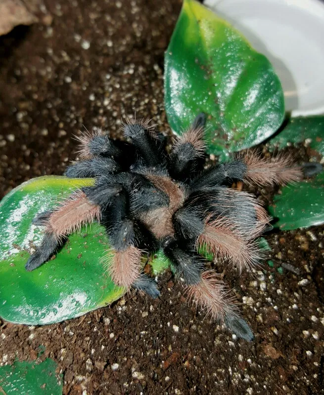 19900 brachypelma emilia tarantula health