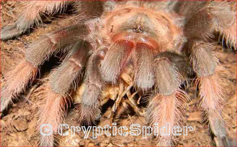 19900 brachypelma emilia tarantula introduction