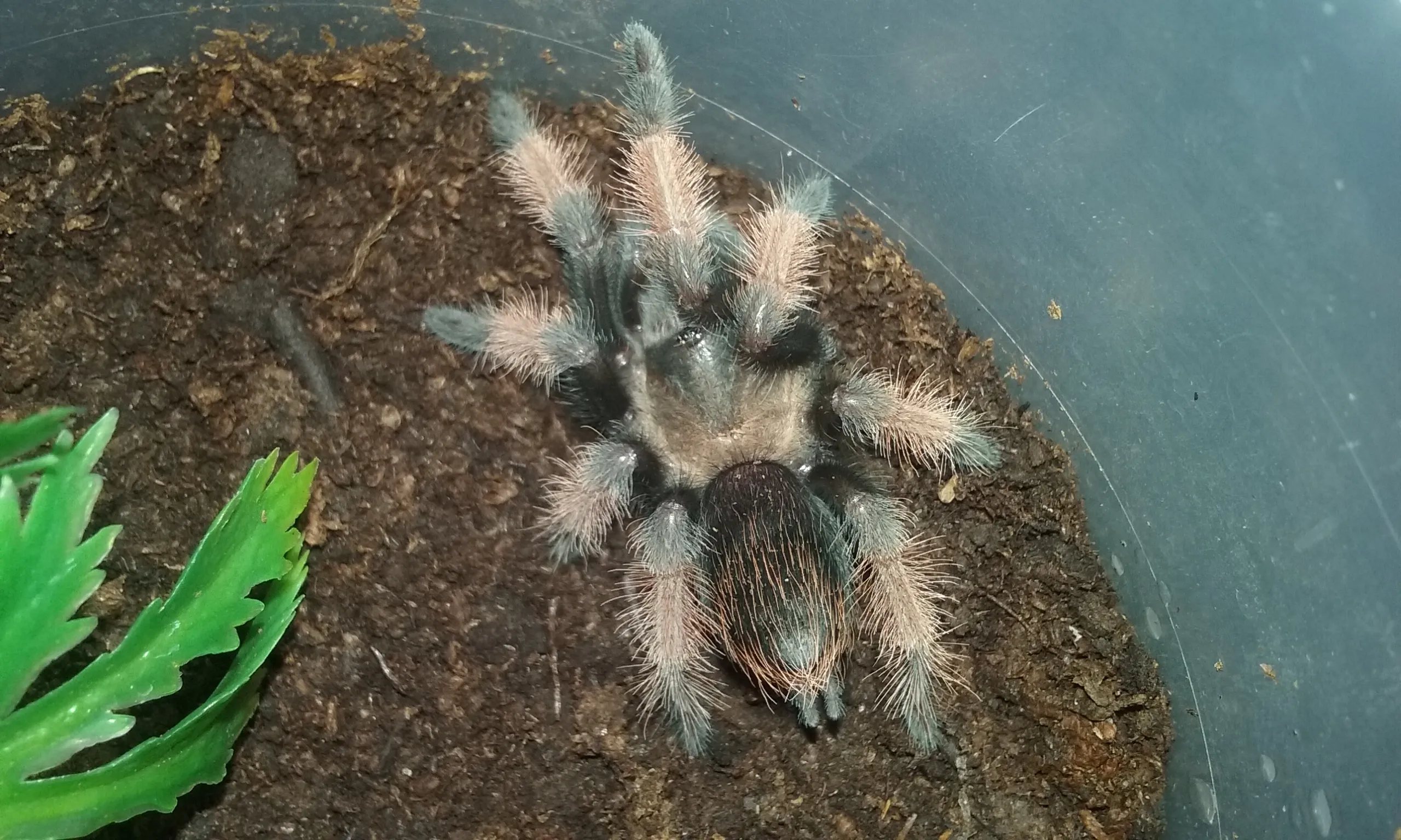19900 brachypelma emilia tarantula molting