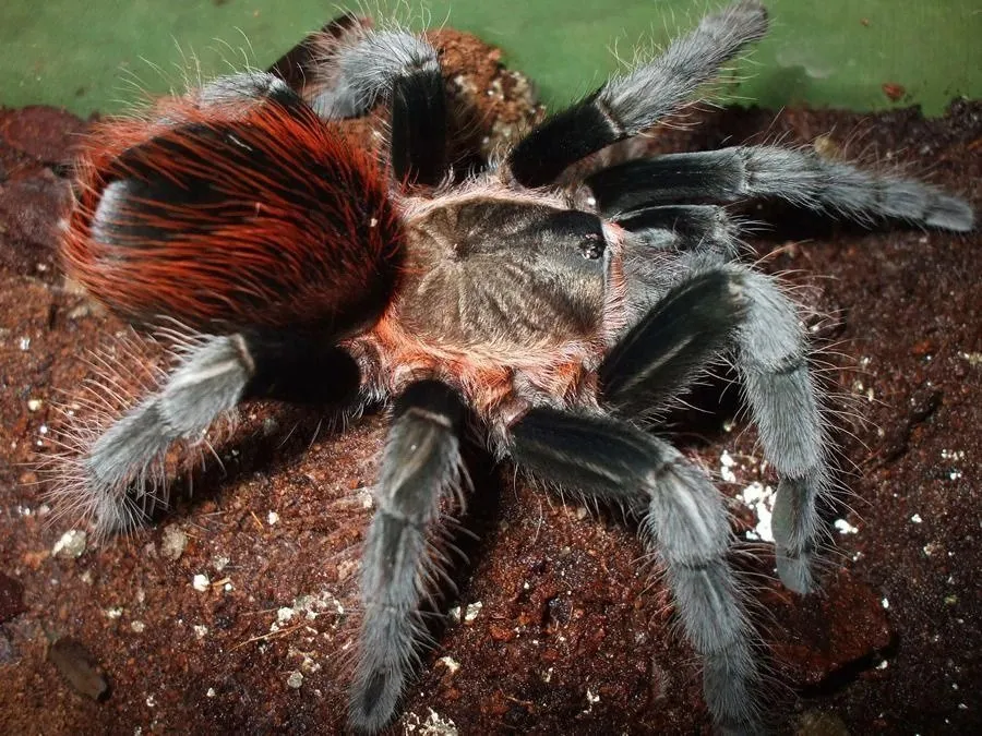 /img/19901-mexican-red-rump-tarantula-conservation.webp